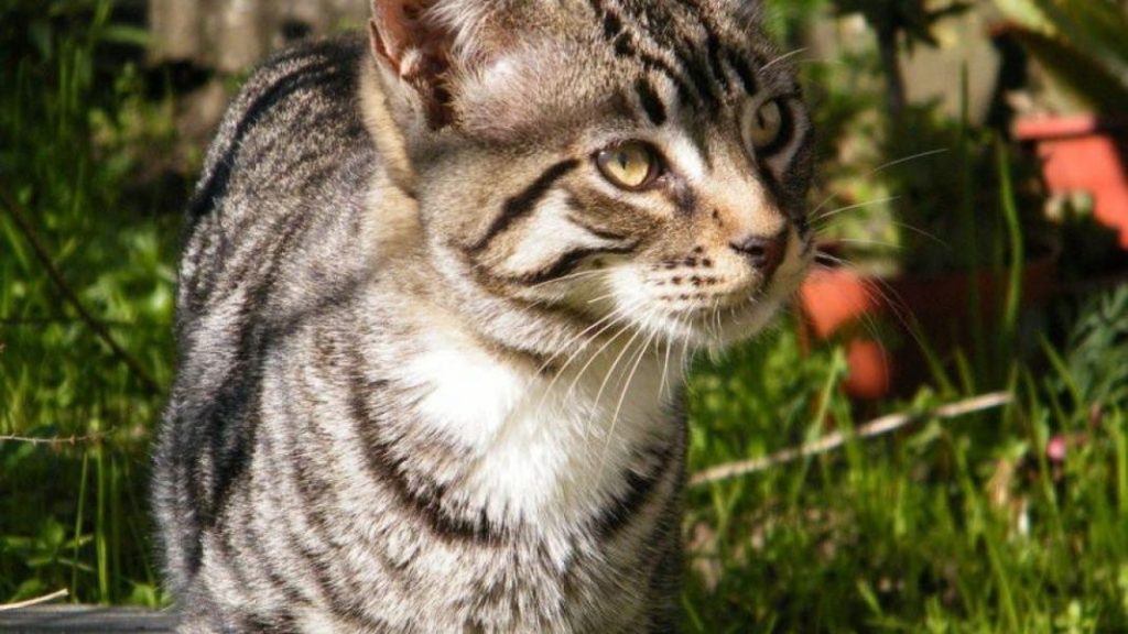 Por qué es importante proteger al gato del calor en verano