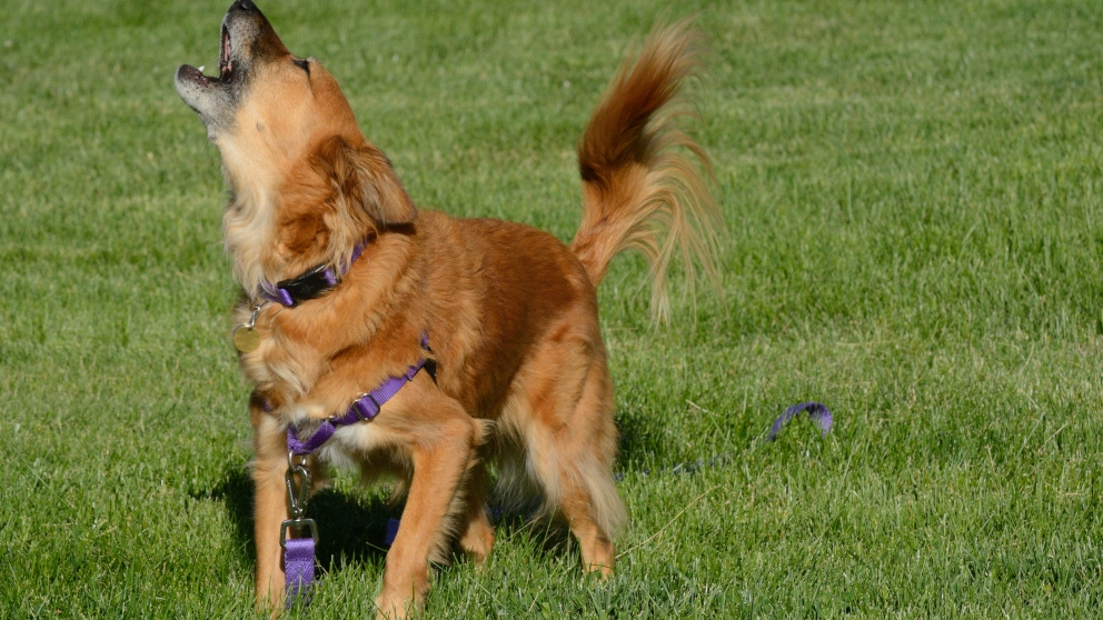 Consejos prácticos para que tu perro no ladre 1 Vida.es ¿Por qué ladran los perros?