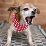 Consejos prácticos para que tu perro no ladre