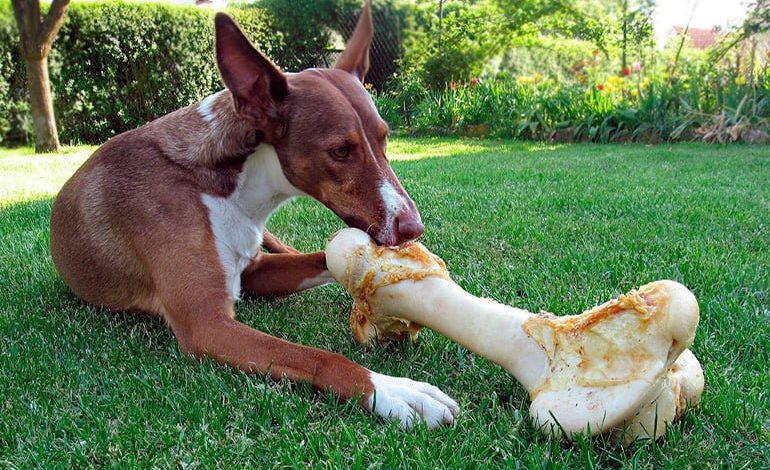 ¿Deben los perros comer huesos? Mitos y verdades 1 Vida.es Alimentación canina