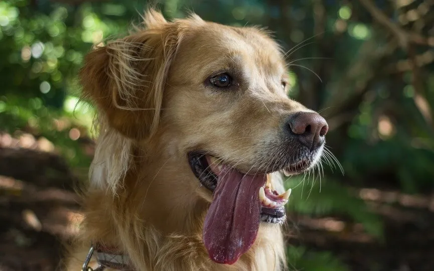 ¿Qué hace que el perro babee tanto?