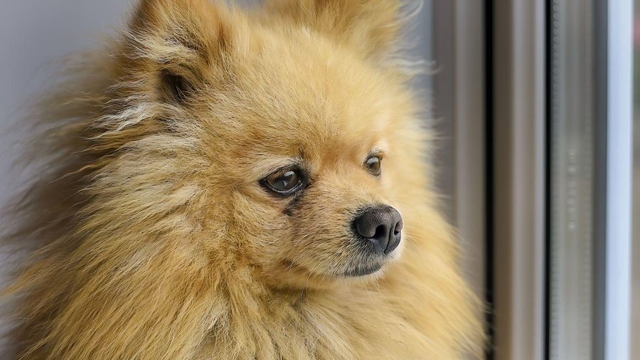 Estas son las razas de perro que mas pelo sueltan 1 Vida.es