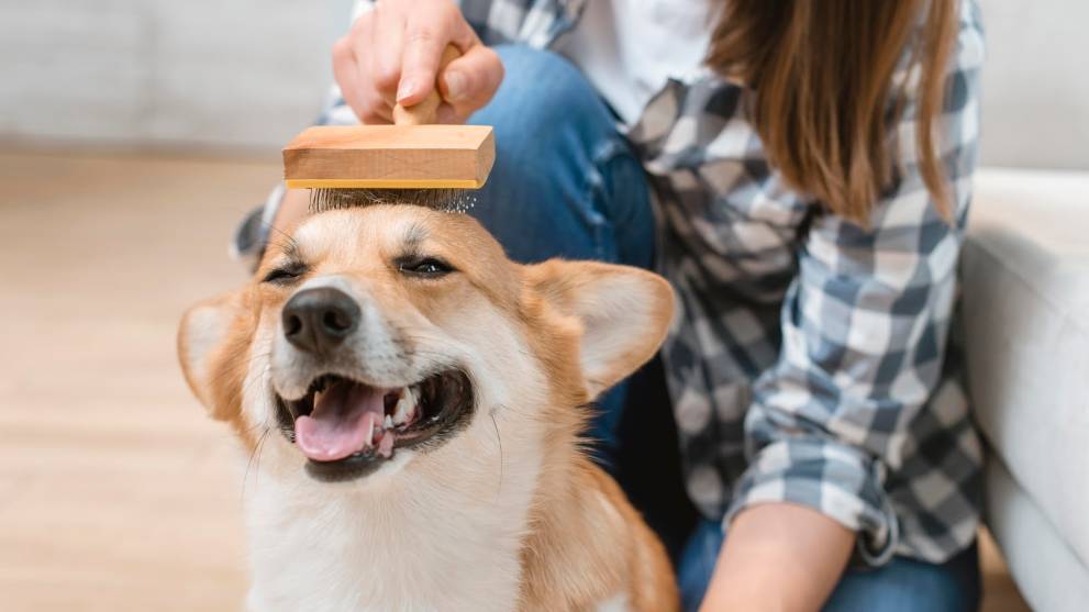 Cuida el pelo de tu perro