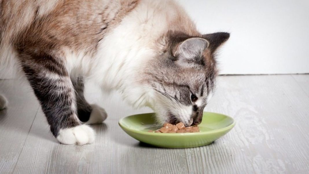 Panleucopenia felina: 6 cuidados esenciales que tu gato necesita 2 Vida.es Alimentación adecuada