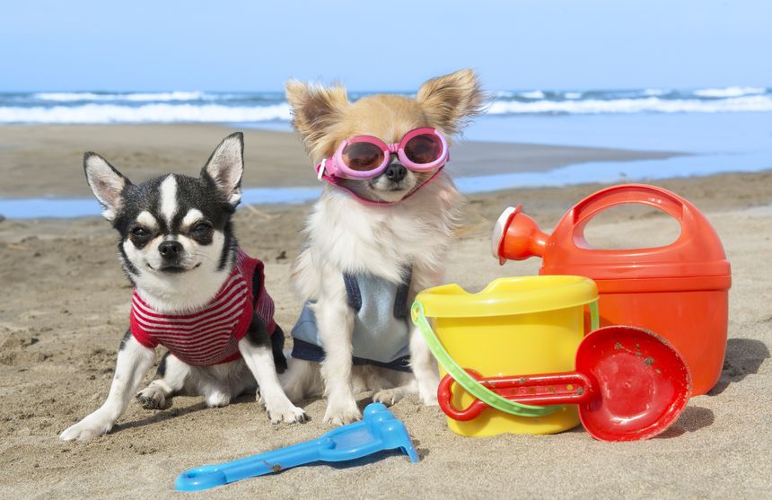 Mejores playas para ir con perros en 2023 1 Vida.es Playa de la Rubina, Girona