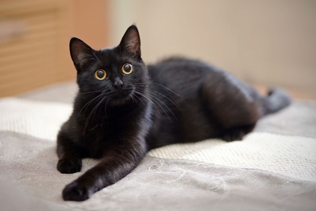 Panleucopenia felina: 6 cuidados esenciales que tu gato necesita 4 Vida.es Cuidado de la piel