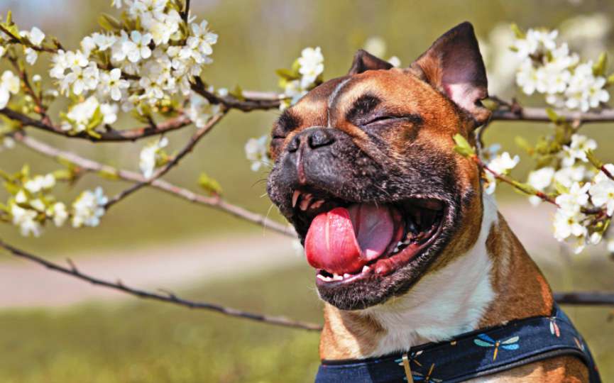 ¿Por qué mi perro estornuda en verano? 1 Vida.es Alergia al polen