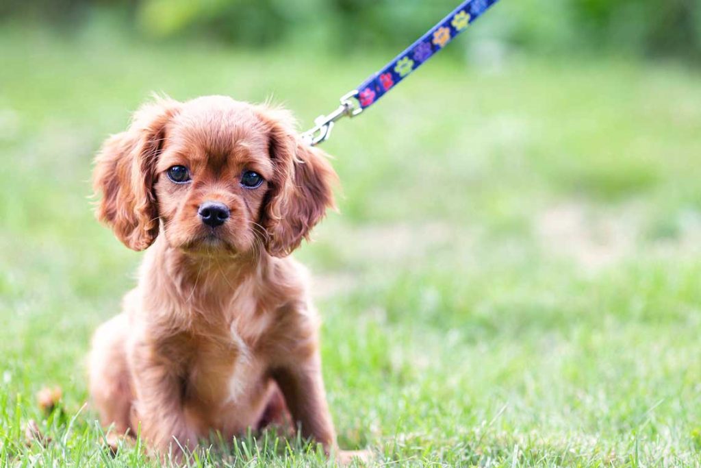 Cuántas veces hay que sacar a pasear a un perro 1 Vida.es Cachorros