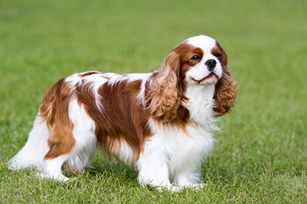 Estas son las razas de perros más buenas y tranquilas 1 Vida.es Cavalier King Charles Spaniel