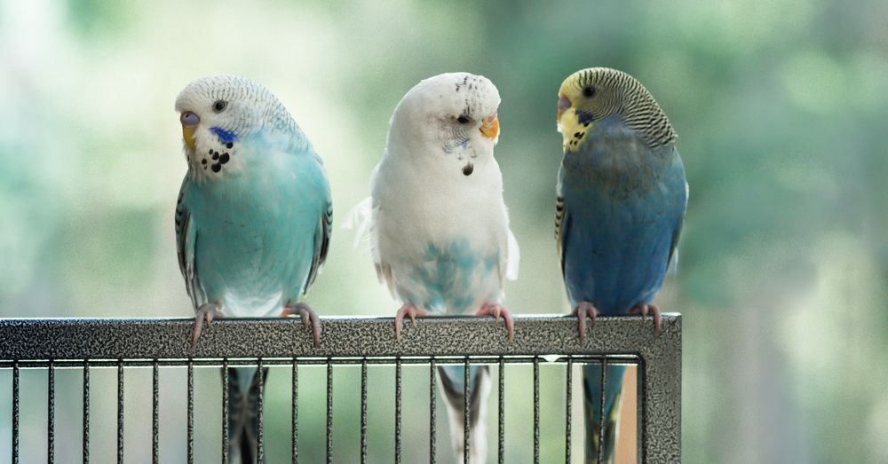 Coccidiosis en aves: así es el tratamiento para la fiebre del valle 2 Vida.es Cómo prevenir la Coccidiosis