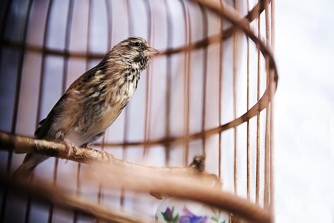 Coccidiosis en aves: así es el tratamiento para la fiebre del valle 1 Vida.es ¿Qué es la Coccidiosis?
