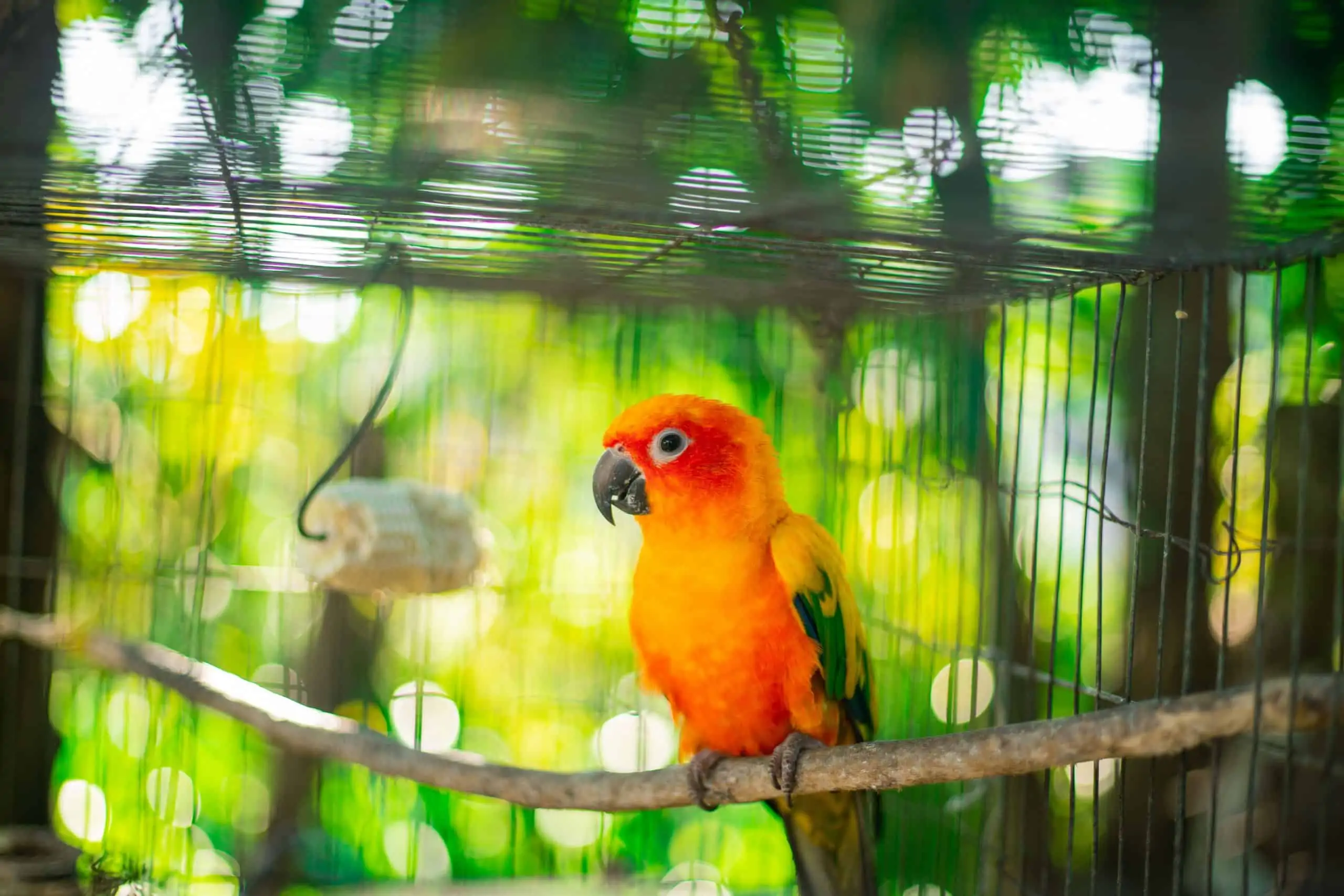 Consejos para prevenir la recurrencia de la Coccidiosis