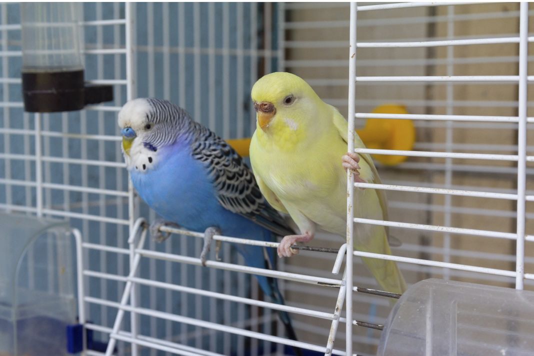 Coccidiosis en aves: así es el tratamiento para la fiebre del valle 4 Vida.es Consejos para evitar la propagación de la Coccidiosis