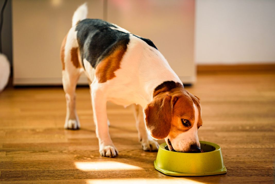10 consejos para el bienestar de tus mascotas 1 Vida.es Proporcione una dieta saludable