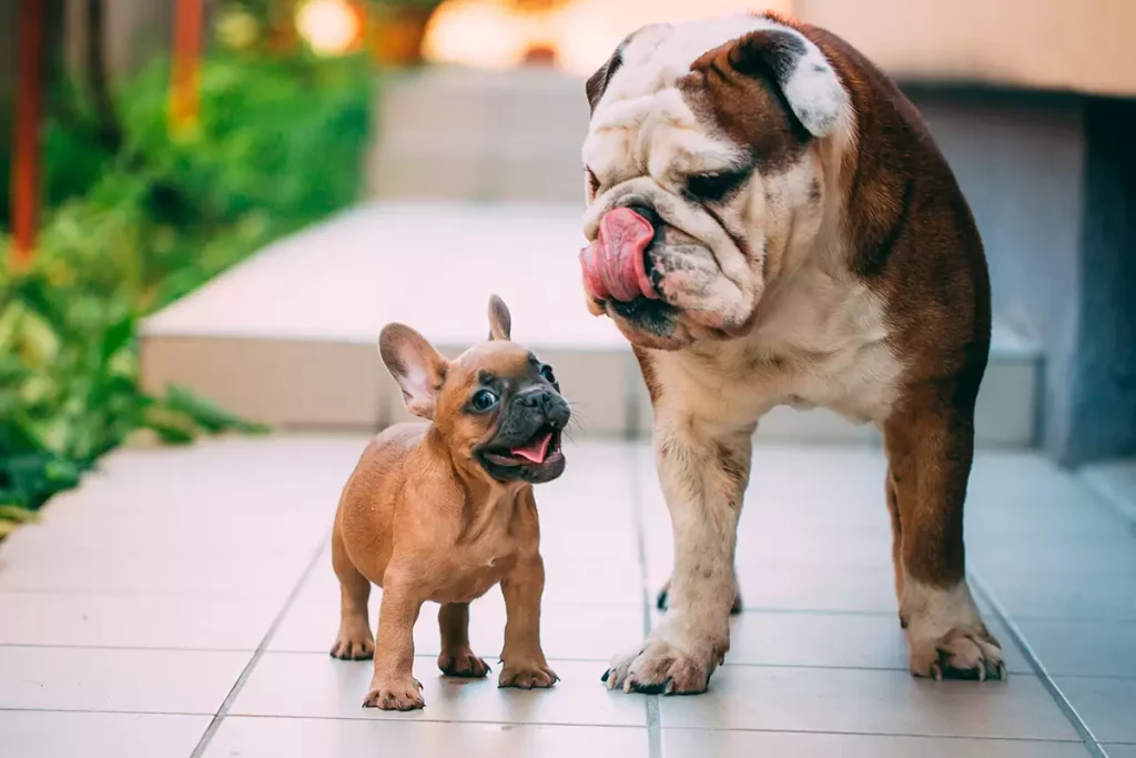 Bulldog Inglés