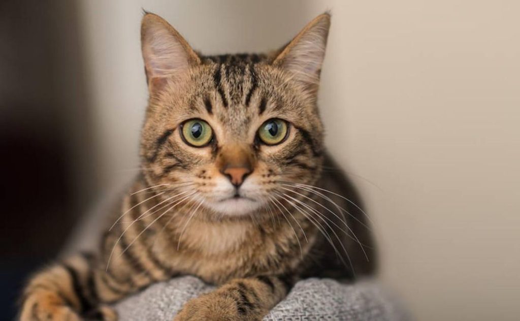 La razón por la que el pelo de un gato cambia de color 1 Vida.es Genética