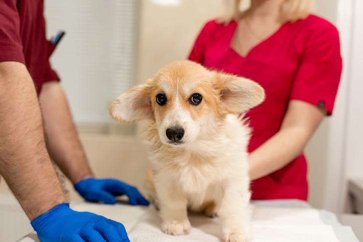 Cómo saber si tu perro está enfermo 1 Vida.es Observación de cambios en el comportamiento