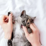 Estos son los motivos por los que te muerde tu gato
