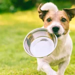 La razón por la que tu perro debería tomar Omega 3