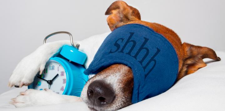¿Sueñan los perros? Esto dicen los expertos 1 Vida.es Los perros tienen la capacidad de soñar