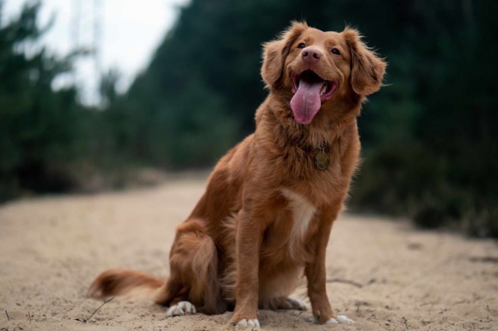 Mi perro jadea mucho, ¿por qué lo hace y cómo evitarlo? 1 Vida.es Qué es el jadeo