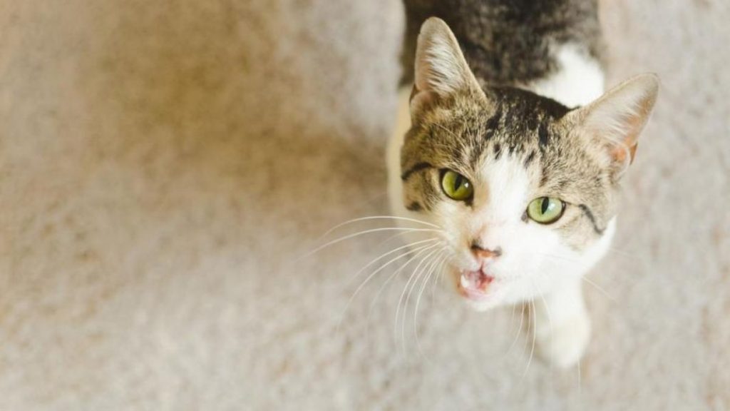 Esto quiere decirte tu gato cuando ronronea 1 Vida.es Qué es exactamente el ronroneo