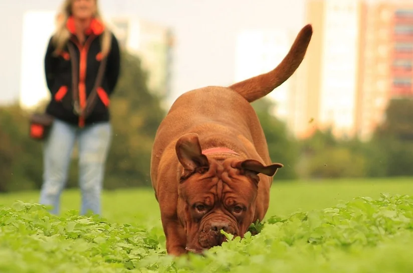 Alternativas seguras para el esparcimiento de los perros