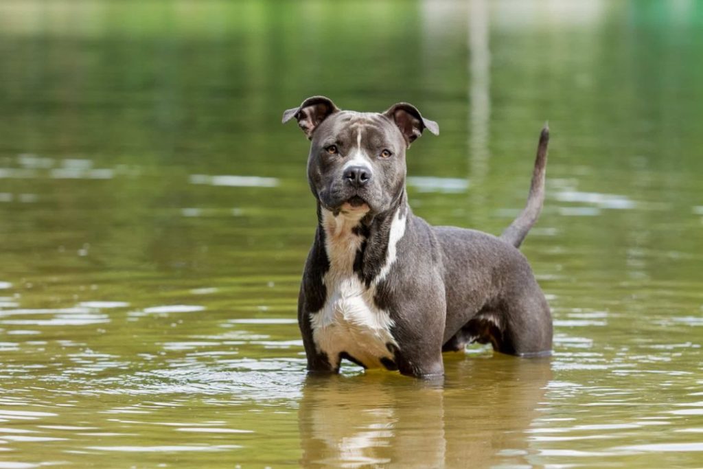 Estas son las 8 razas de perros peligrosos según la nueva Ley de Protección animal 1 Vida.es American Staffordshire Terrier