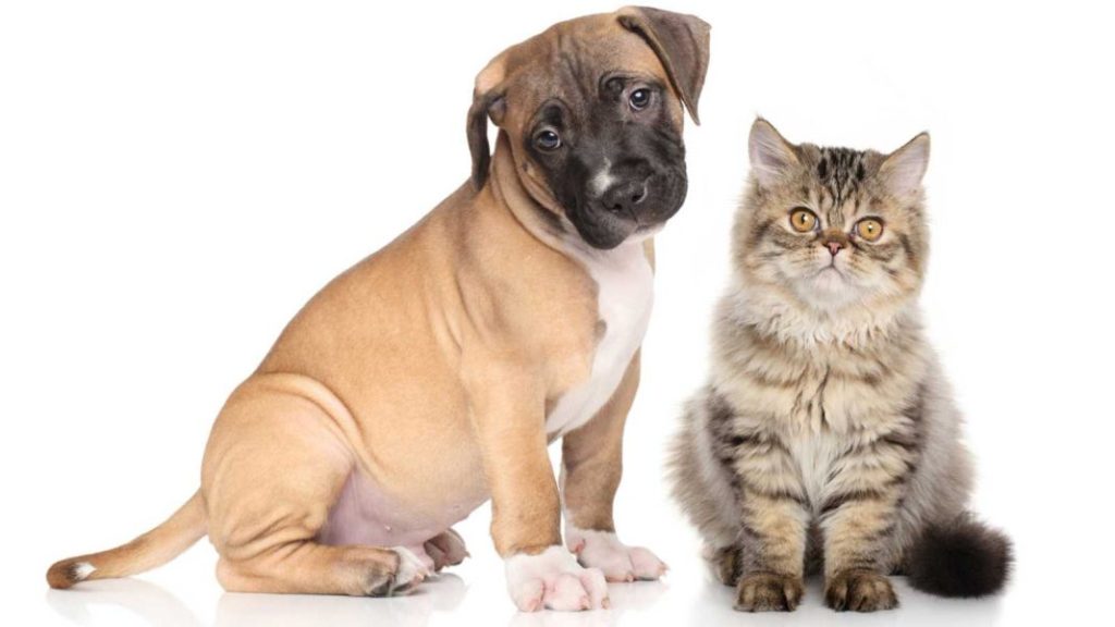 ¿Quien quiere más a su dueño, los perros o los gatos?: Este estudio tiene la respuesta 5 Vida.es Beneficios del apego a las mascotas