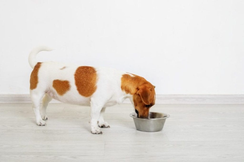 Tu mascota está en peligro si come estos alimentos típicos 1 Vida.es Chocolate