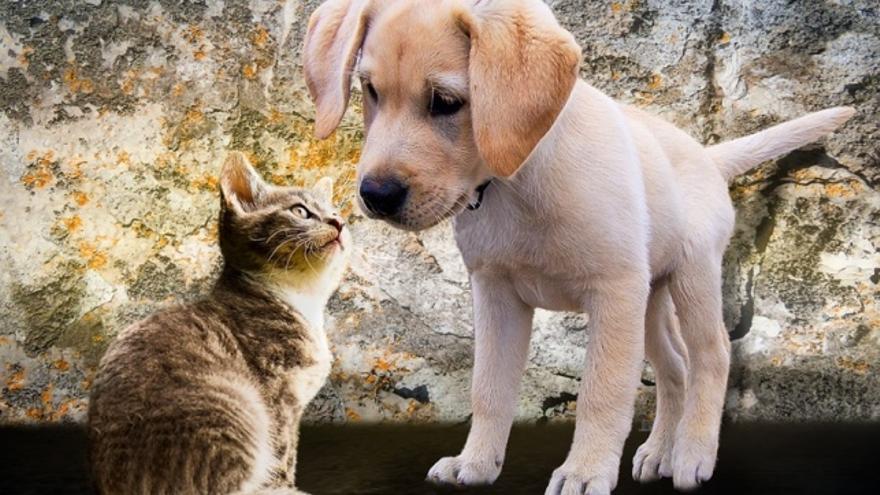 ¿Quien quiere más a su dueño, los perros o los gatos?: Este estudio tiene la respuesta 1 Vida.es Estudio realizado