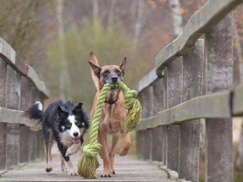 ¿Quien quiere más a su dueño, los perros o los gatos?: Este estudio tiene la respuesta 4 Vida.es Factores culturales y su influencia