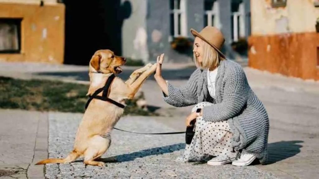 Importancia de la formacion y seguro para perros Vida.es