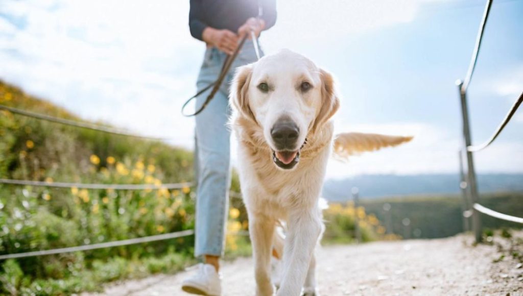 Puedes enfrentarte a una multa de hasta 50 mil euros si cometes esta infracción según la Ley de Bienestar animal 1 Vida.es La Ley de Bienestar Animal en España