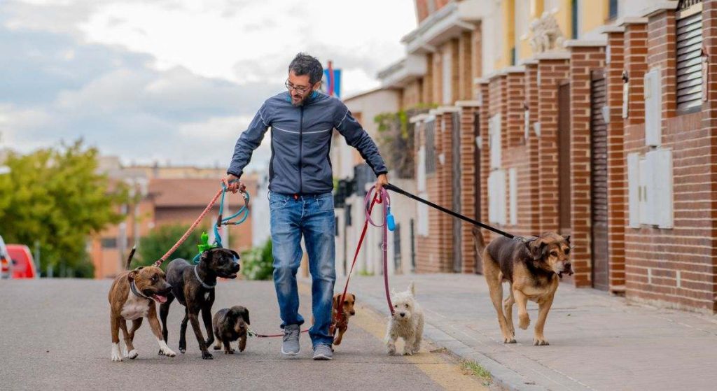 Puedes enfrentarte a una multa de hasta 50 mil euros si cometes esta infracción según la Ley de Bienestar animal 2 Vida.es La infracción en cuestión