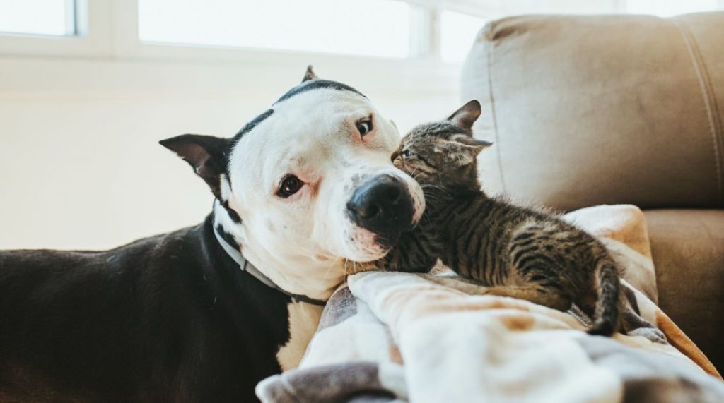 Ley de protección animal