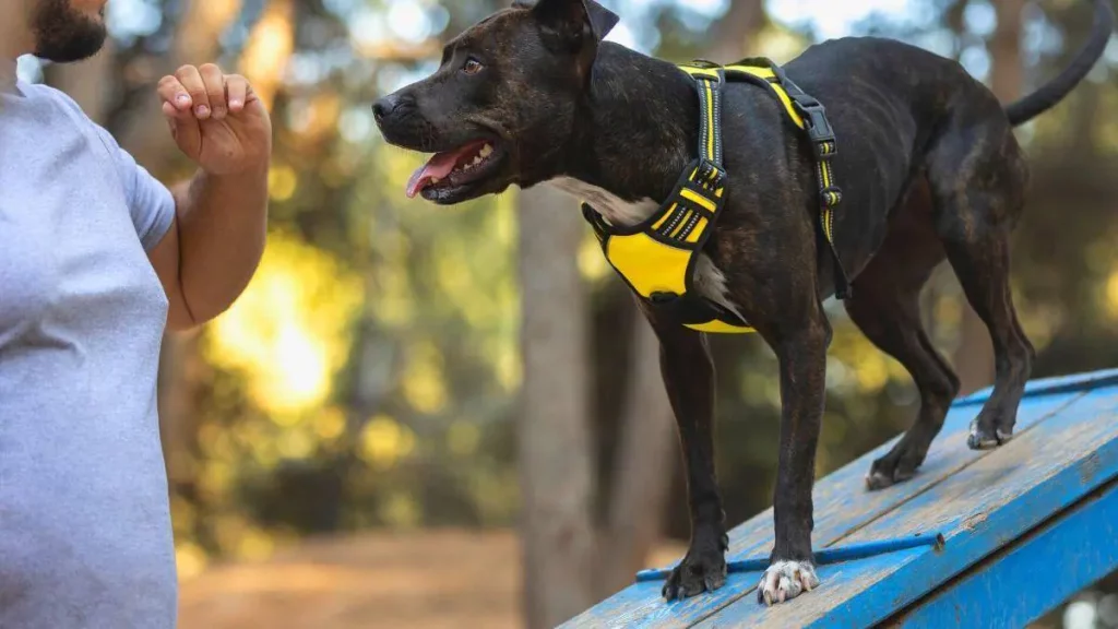 Prohibición de comercialización de perros, gatos y hurones en tiendas de animales