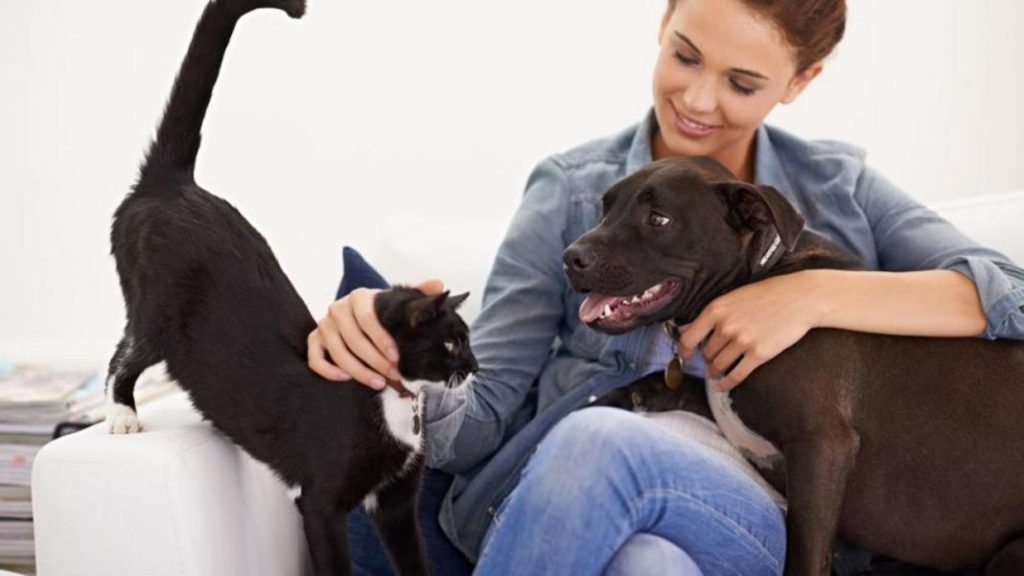 ¿Quien quiere más a su dueño, los perros o los gatos?: Este estudio tiene la respuesta 3 Vida.es Resultados de la encuesta