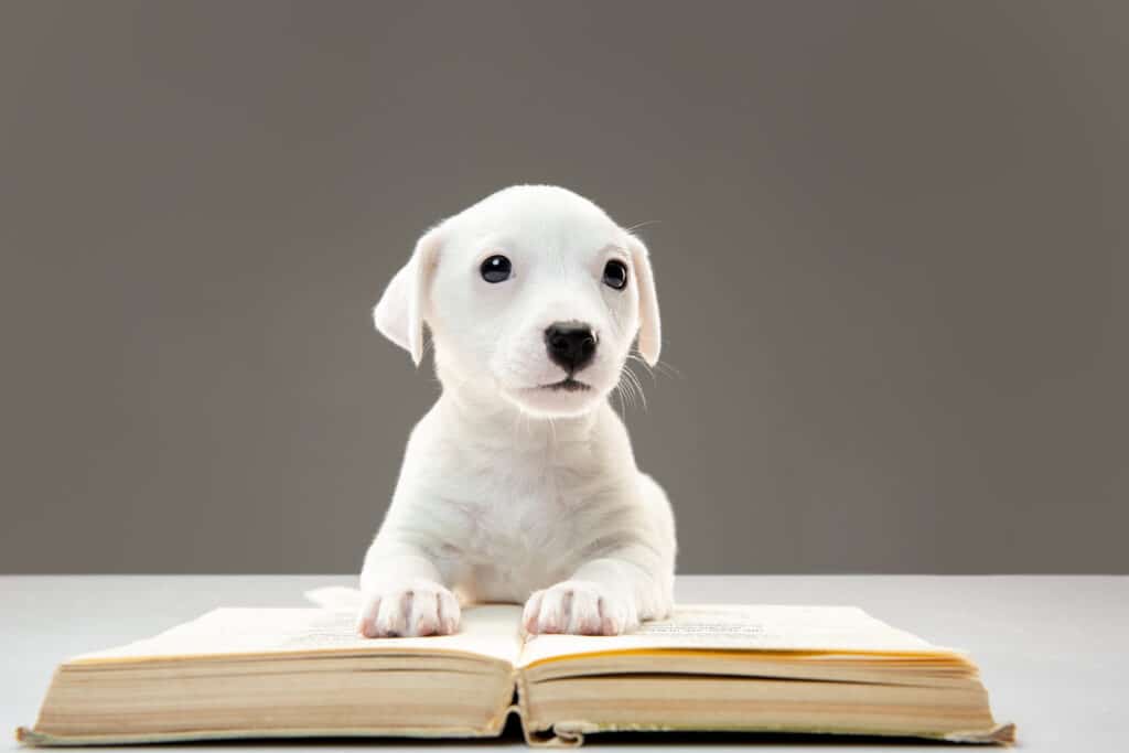 Supervisión presencial y prohibición de dejar al perro solo en espacios públicos