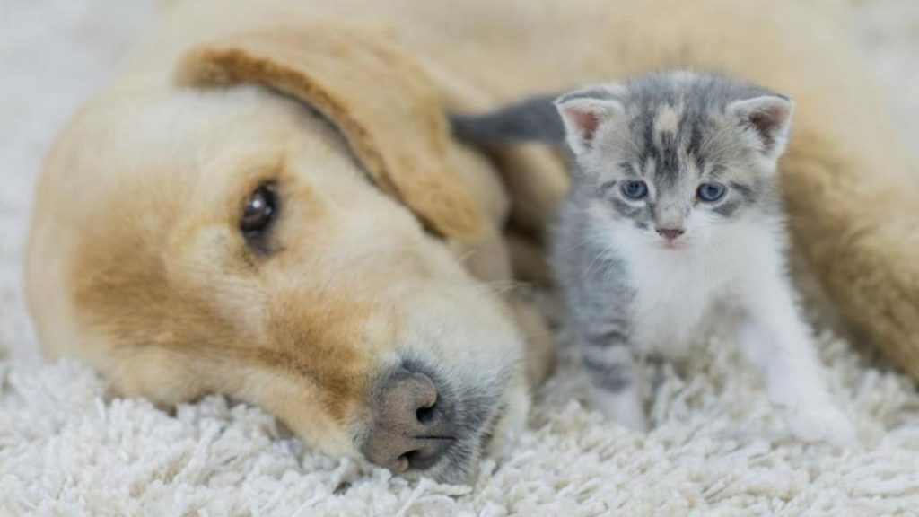 ¿Quien quiere más a su dueño, los perros o los gatos?: Este estudio tiene la respuesta 2 Vida.es Variables utilizadas en el estudio