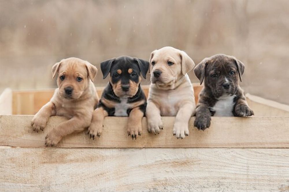 Descubre el secreto para escoger el cachorro ideal: 5 consejos indispensables 2 Vida.es Conoce al cachorro antes de adoptarlo