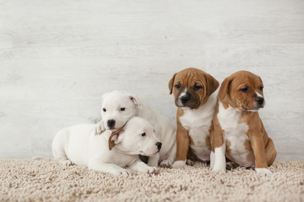Descubre el secreto para escoger el cachorro ideal: 5 consejos indispensables 3 Vida.es Establece una rutina de entrenamiento y cuidado