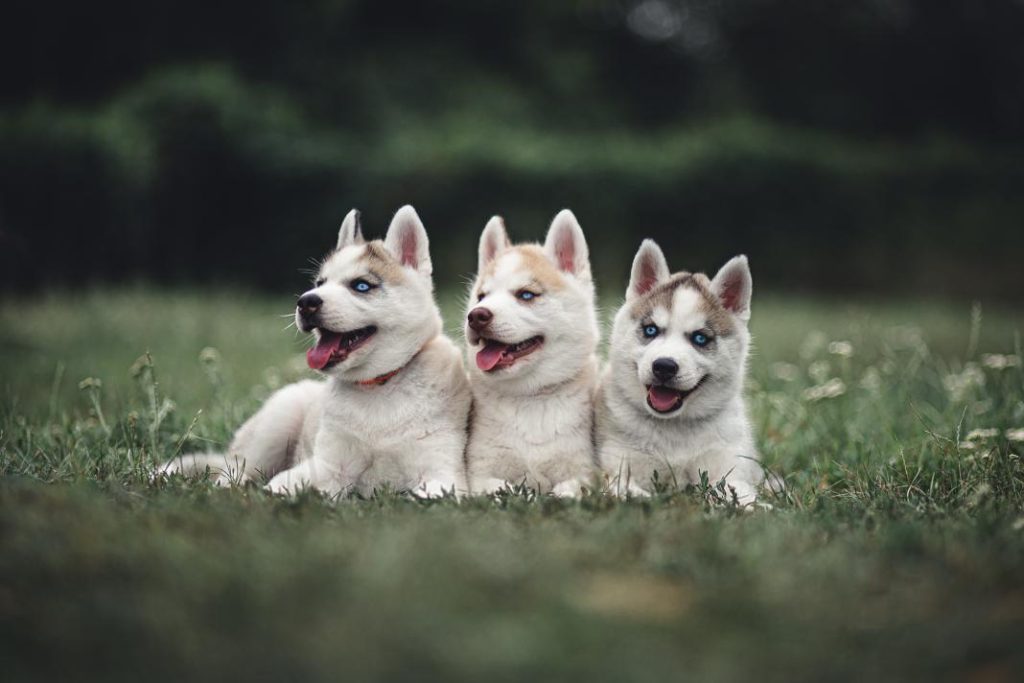 Descubre el secreto para escoger el cachorro ideal: 5 consejos indispensables 1 Vida.es Investiga acerca de las diferentes razas