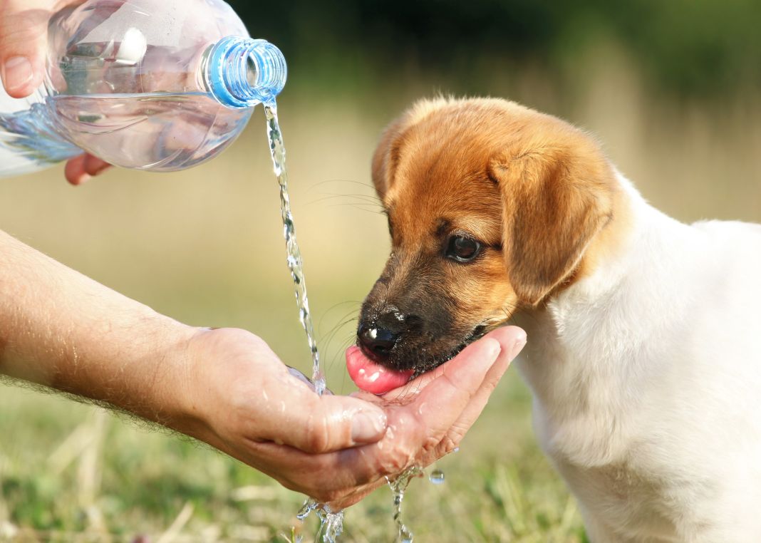 ¿Qué son las enfermedades más frecuentes en nuestras mascotas?