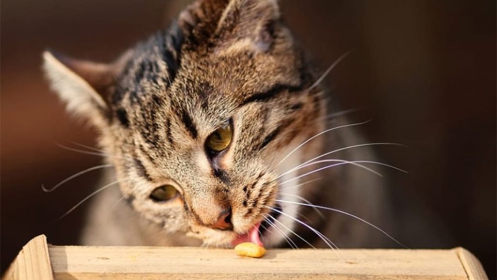 Observación del comportamiento y salud de nuestro gato