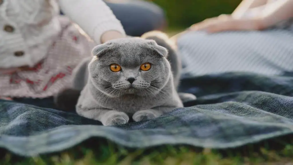 Claves imprescindibles para proteger a tu gato del frío 1 Vida.es Proporciona un refugio cálido y acogedor