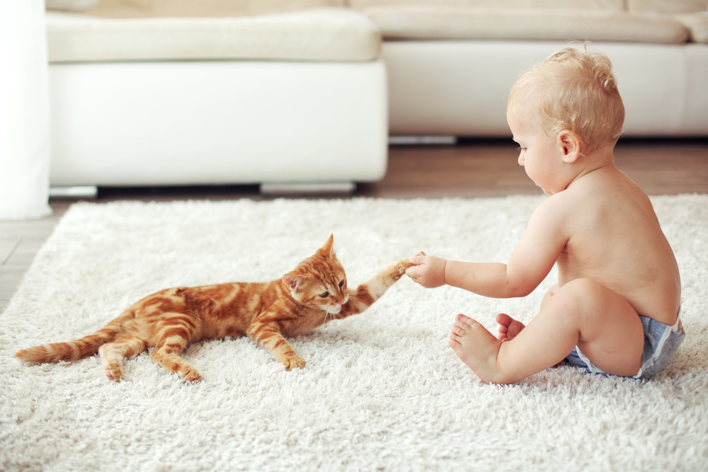Gatos: complicaciones y precauciones de la alimentación viva 1 Vida.es gatos ninos casa Vida.es