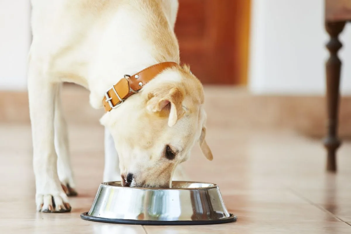 No acostumbrar a tu perro a comer lo mismo cada día