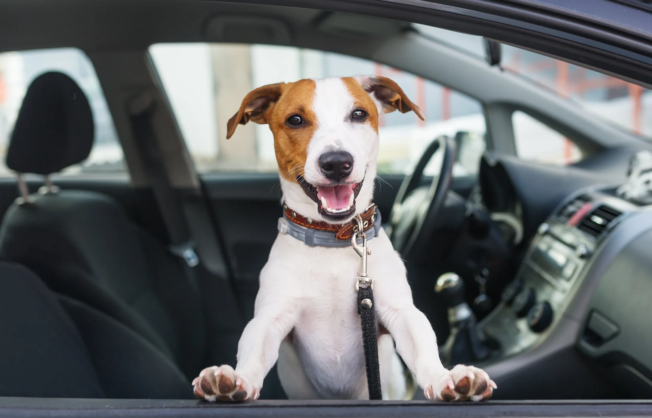 Uso de un entrenador de perros