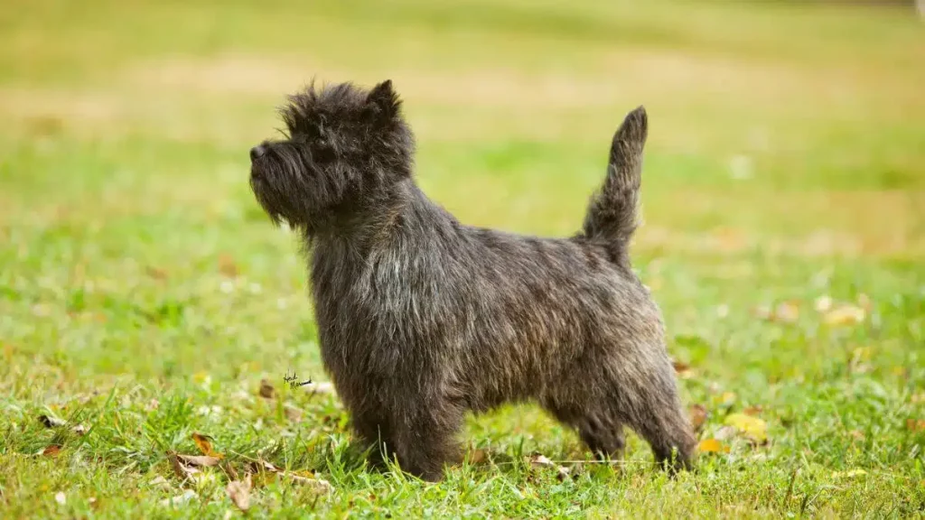 Cairn Terrier